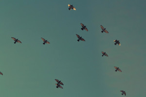 Test 1